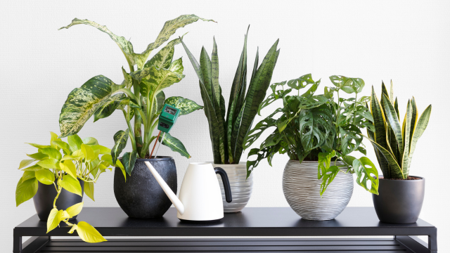 観葉植物を捨てるときに「かわいそう」と感じる理由