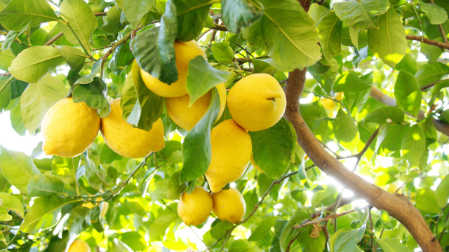 レモンの木につきやすい代表的な害虫